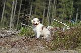 BERGER AUSTRALIEN PUPPIES 023